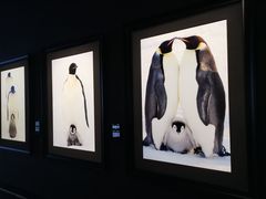 -罗红摄影艺术馆