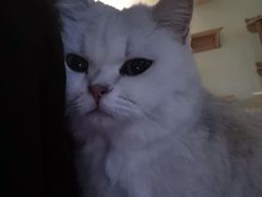 -青柠影咖·私人影院(龙泉店)