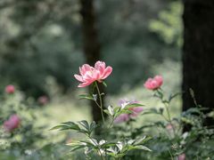 -黑河国家森林公园