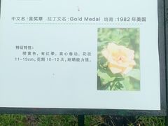 -亚龙湾国际玫瑰谷