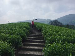 -帐篷客·溪龙茶谷度假酒店