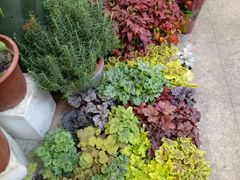 -双季花艺园艺市场(浦东店)