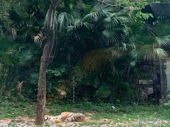 -深圳野生动物园