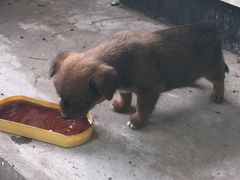 -龙门李家三旦羊肉汤馆