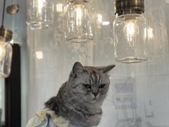 -共舞时光猫咖·狗咖(新街口店)