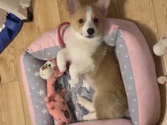 -翊宠yipet猫狗购宠庄园犬舍•猫舍