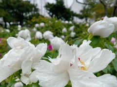 -龙华寺