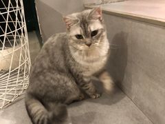 -猫儿山۰猫主题餐厅