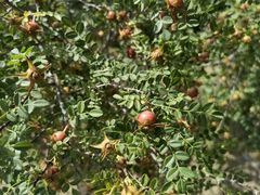 -永定河休闲森林公园