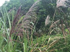 -火炉山森林公园