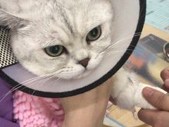 -伟伟宠物医院·CT影像中心·瑞派犬猫综合性门诊(汉口总院)