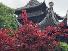 -清华酒楼(盘门店)