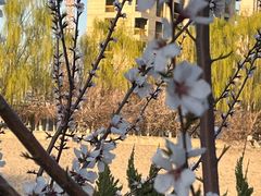 -桃花堤公园