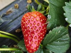 -甜心庄园·甜心草莓采摘园(西青中北店)