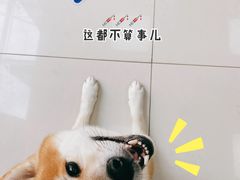 -申普宠物医院·心脏介入·心血管微创(总院)