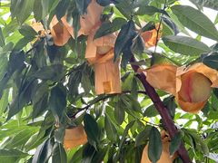 -老袁家蜜桃农场·阳山水蜜桃