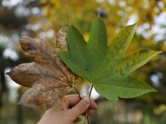 -国家植物园南园