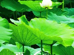 -白鹭湾湿地公园