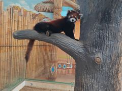 -石家庄市动物园