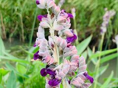 -西山漾湿地公园