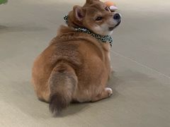 -逗柴咖啡屋·狗咖猫咖宠物桌游