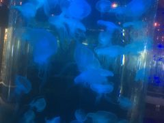 -石家庄海洋公园