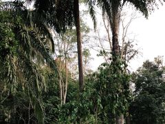 -中国科学院西双版纳热带植物园
