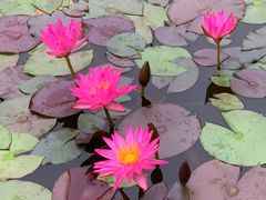 -国家植物园南园