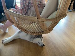 -Husky Go! 哈士奇体验馆·宠物咖啡厅狗咖