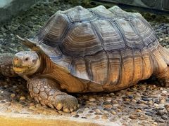 -上海大自然野生昆虫馆(东方明珠·爬宠昆虫探索中心)