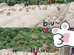 -历山猕猴源景区
