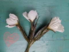 -浔岚云舍mist静谧观景美宿(丽江古城店)