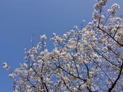 -顾村公园
