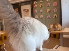 -有喵·猫咖·狗咖·40+猫狗有小奶狗(岗厦店)