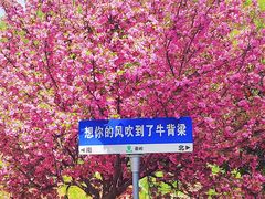 -牛背梁国家森林公园