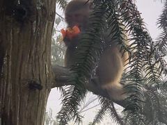 -庐山风景区花径公园