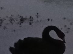 -瑶湖郊野森林公园