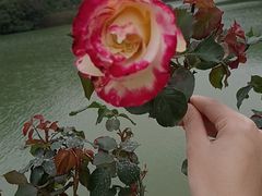 -中山市树木园