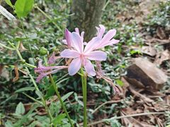 -上海佘山国家森林公园天马山园