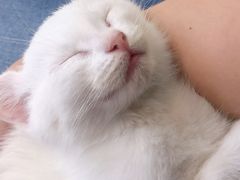 -Heymao猫咖.咖啡厅(东门店)