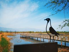 -野鸭湖国家湿地公园