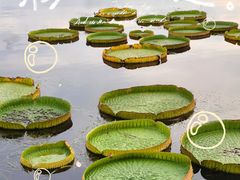 -荷塘月色湿地公园·向阳花洲