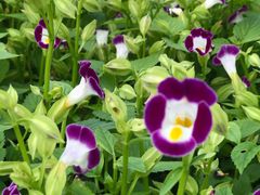 -上海市龙华烈士陵园