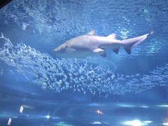 -海合安武汉极地海洋公园