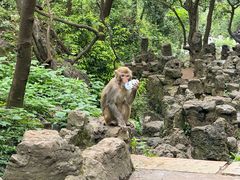 -黔灵山公园