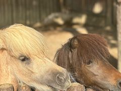 -泉州海丝野生动物世界