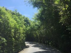 -三亚亚龙湾人间天堂鸟巢度假村