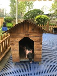 -萌宠亲子动物乐园(槐房万达店)