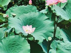 -荔湾湖公园