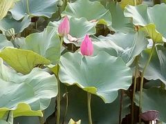 -南戴河国际娱乐中心